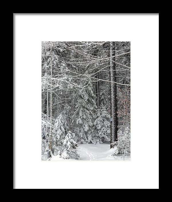 Maine Framed Print featuring the photograph Silence by Karin Pinkham