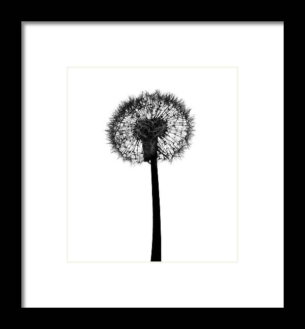 White Background Framed Print featuring the photograph Silhouette Of Dandelion by Flashpop
