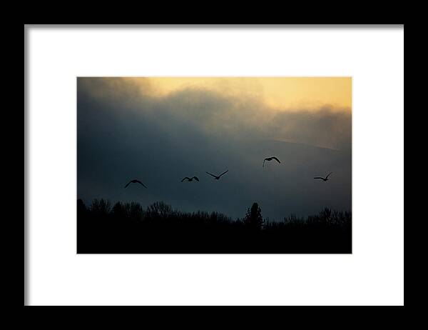 Geese Framed Print featuring the photograph Silhouetted Geese Fly Above The Bitterroot River, Mt At Sunrise. by Cavan Images