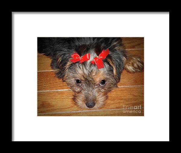 Dog Framed Print featuring the photograph Silky Terrier Puppy Face by Sue Melvin