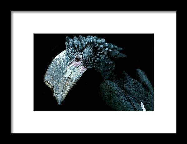 Toronto Framed Print featuring the photograph Silver Cheeked Hornbill by Ryan Courson Photography