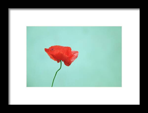 Fragility Framed Print featuring the photograph Simple Red Poppy On Turquoise Blue by Poppy Thomas-hill