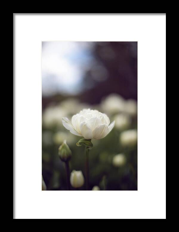 Single Flower Flowers Botany Botanic Botanical Garden Outside Outdoors Moody Mood Natural Nature Ma Mass Massachusetts New England Newengland Usa U.s.a. Brian Hale Brianhalephoto Framed Print featuring the photograph Single by Brian Hale