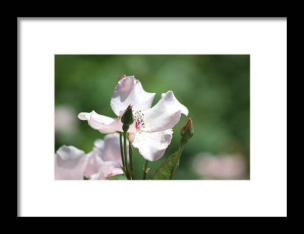 Misty Framed Print featuring the photograph Single Classic Pink Country Rose and Buds by Colleen Cornelius