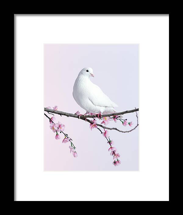 One Animal Framed Print featuring the photograph Single Dove On A Branch With Blossom by Walker And Walker
