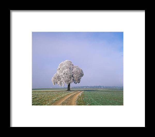 Scenics Framed Print featuring the photograph Single Tree Next To Dirt Tracks, Canton by Hiroshi Higuchi