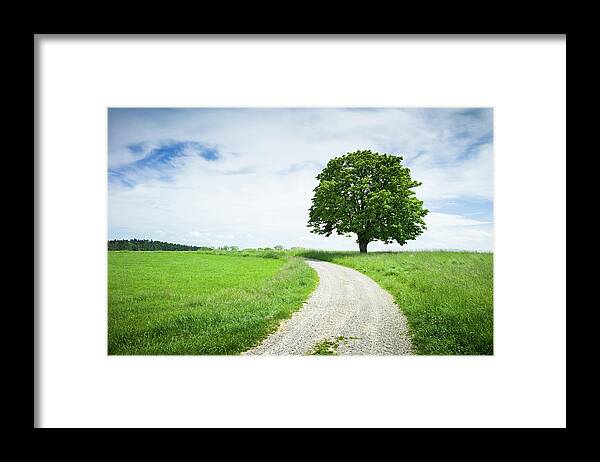 Tranquility Framed Print featuring the photograph Single Tree by Tobias Gaulke