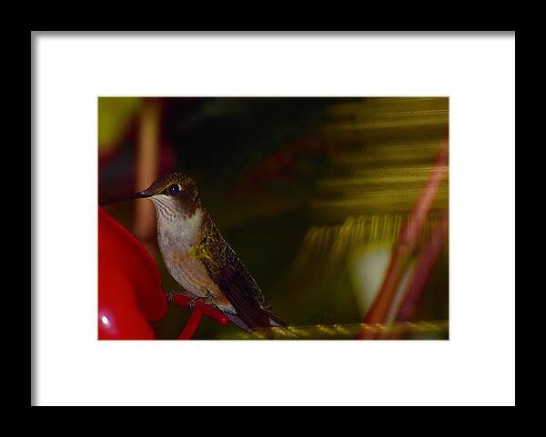 Hummingbird Framed Print featuring the photograph Sitting Pretty Too by Debra Grace Addison