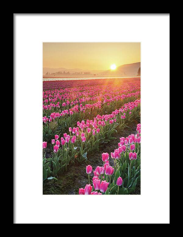 Abstract Framed Print featuring the photograph Skagit Valley Tulips II by Alan Majchrowicz