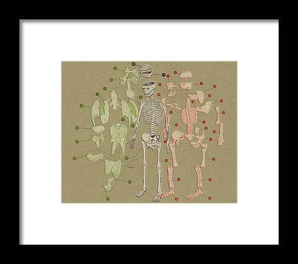 Body Framed Print featuring the drawing Skeleton and Body Parts Diagram by CSA Images