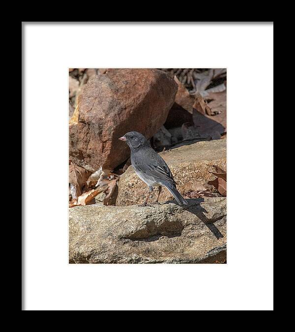 Nature Framed Print featuring the photograph Slate-colored Junco DSB0339 by Gerry Gantt