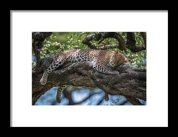 Leopard Framed Print featuring the photograph Sleep In The Sunlight by Jeffrey C. Sink