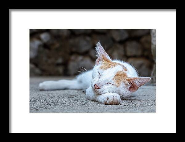 Animal Framed Print featuring the photograph Sleeping Kitty by Rick Deacon