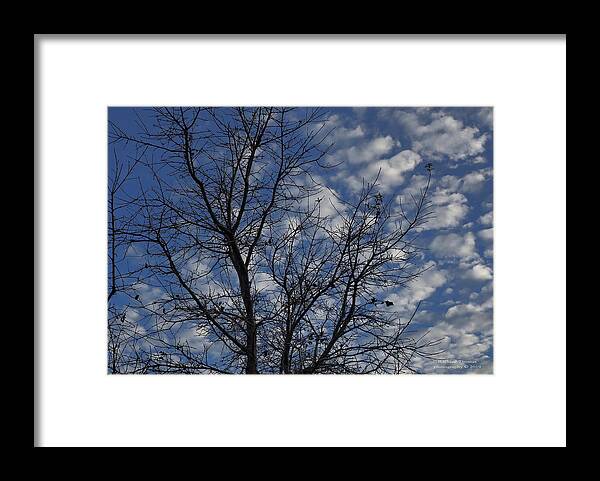 Botanical Framed Print featuring the photograph Sleeping Tree Winter Sky by Richard Thomas
