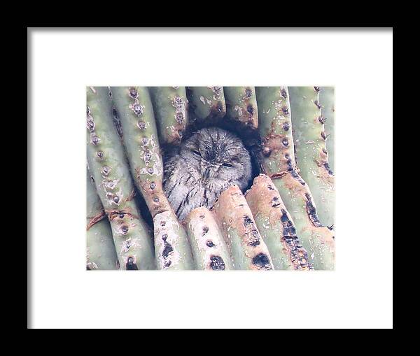 Animals Framed Print featuring the photograph Sleepy Eye by Judy Kennedy