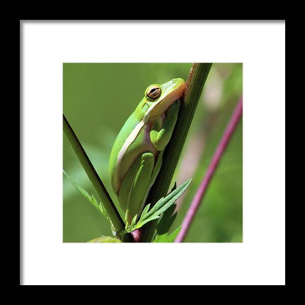 Frog Framed Print featuring the photograph Sleepy Time by Michael Allard