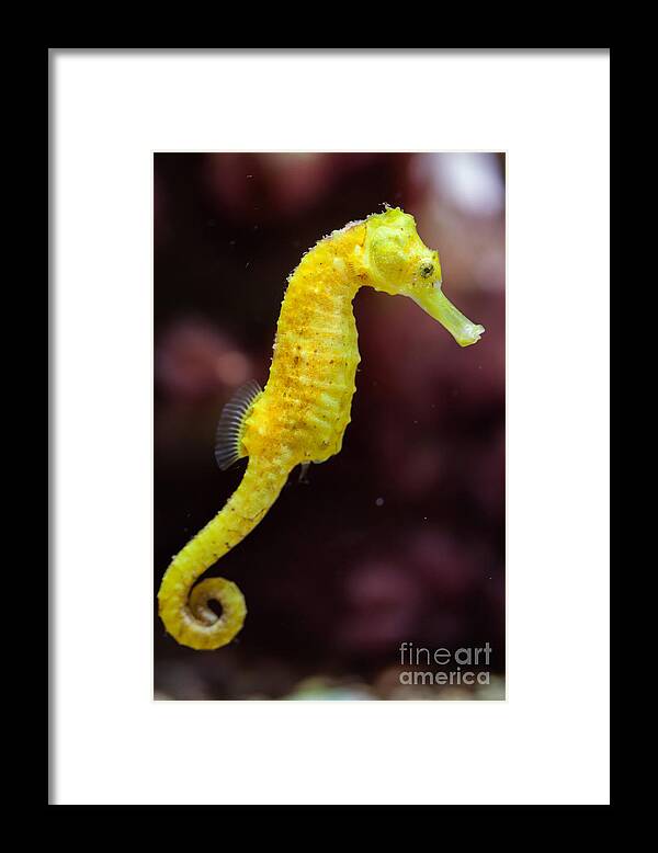 Bermuda Framed Print featuring the photograph Slender Seahorse Hippocampus Reidi by Vladimir Wrangel