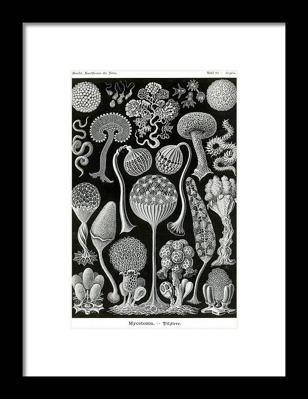 Slime Molds Framed Print featuring the painting Slime Molds by Ernst Haekel