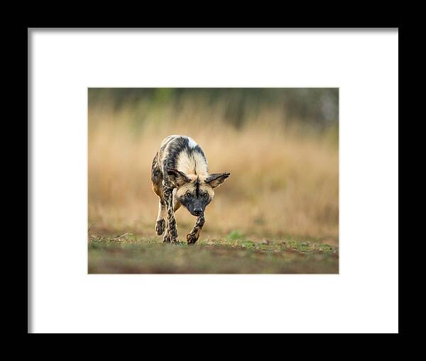 Africa Framed Print featuring the photograph Slow And Steady by Jaco Marx