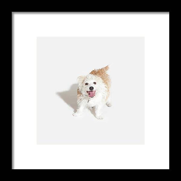 Pets Framed Print featuring the photograph Small Puppy by Josh Ross
