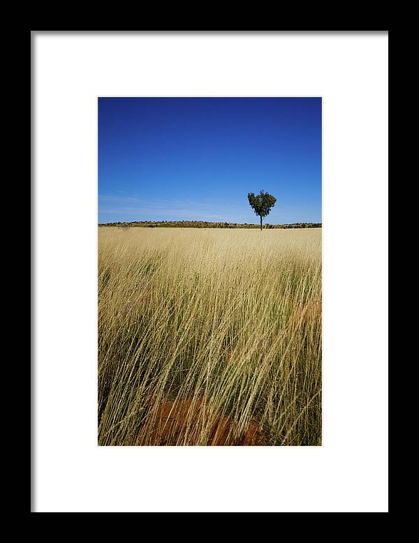 Scenics Framed Print featuring the photograph Small Single Tree In Field by Universal Stopping Point Photography Scenics Framed Print featuring the photograph Small Single Tree In Field by Universal Stopping Point Photography