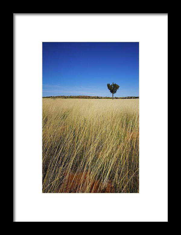 Scenics Framed Print featuring the photograph Small Single Tree In Field by Universal Stopping Point Photography