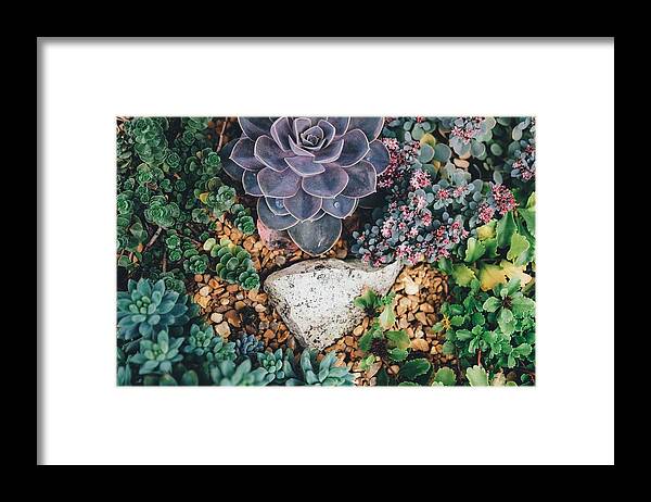 Cute Framed Print featuring the photograph Small succulent garden by Top Wallpapers