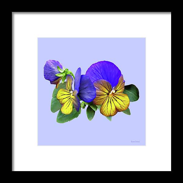 Pansy Framed Print featuring the photograph Small Yellow and Purple Pansies by Susan Savad
