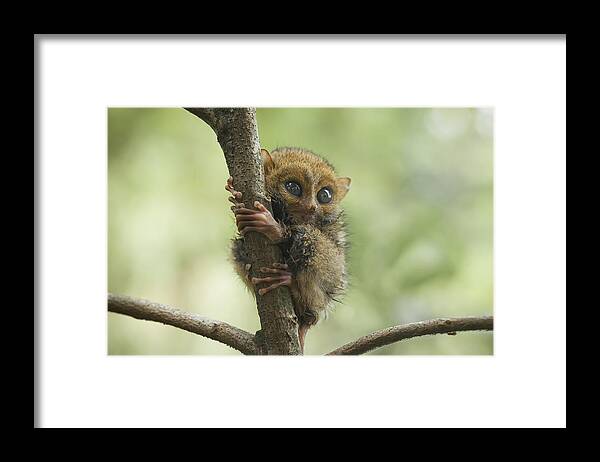 Animal Framed Print featuring the photograph Smaller Apes In The World by Abdul Gapur Dayak