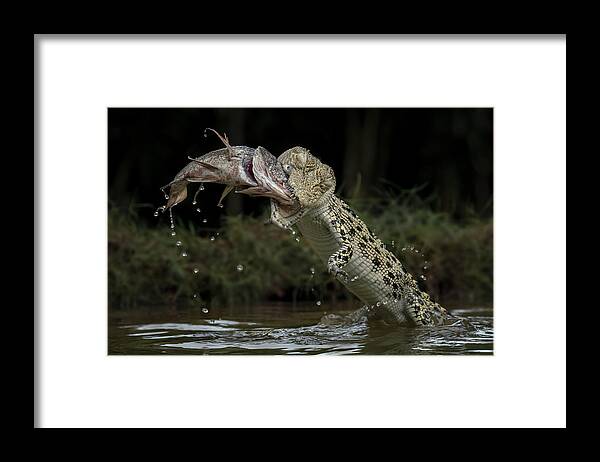 Animal Framed Print featuring the photograph Smash by Tantoyensen