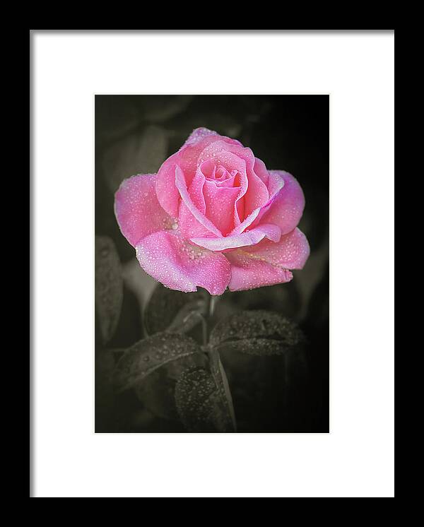 Roses Framed Print featuring the photograph Smells Just As Sweet by Elaine Malott