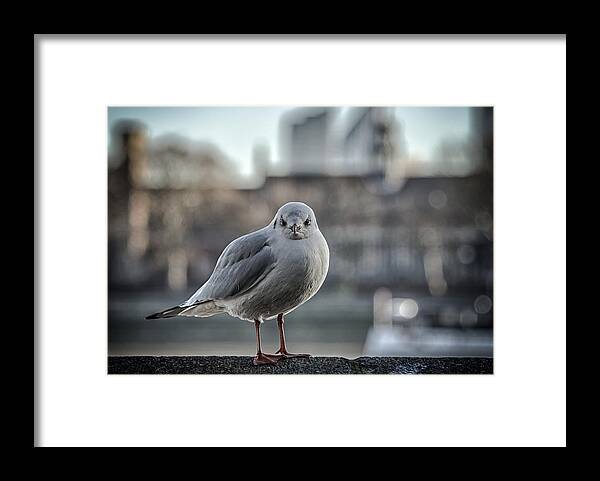 Gull Framed Print featuring the photograph Smile? by Brian Sanders