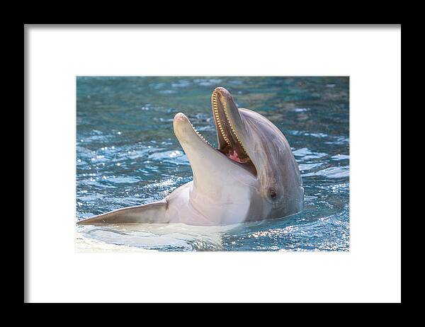 Animal Framed Print featuring the photograph Smiling Dolphin Backstroke by SR Green