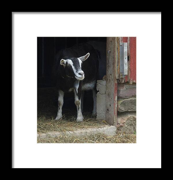 Animals Framed Print featuring the photograph Smiling Goat by Marty Klar