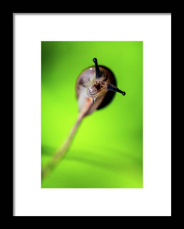 Macro Photography Framed Print featuring the photograph Nature Photography Macro #2 by Amelia Pearn