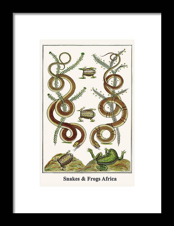 Seba Framed Print featuring the painting Snakes & Frogs Africa by Albertus Seba