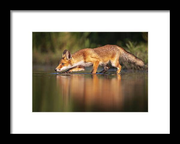 Red Fox Framed Print featuring the photograph Sneak Attack by Annie Poreider