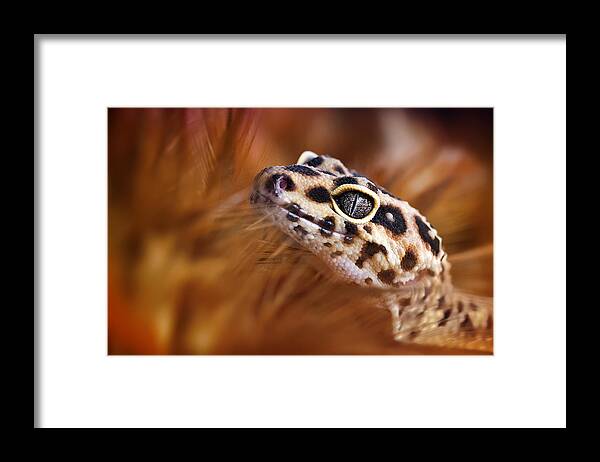 Macro Framed Print featuring the photograph Sneaking Out by Fauzan Maududdin