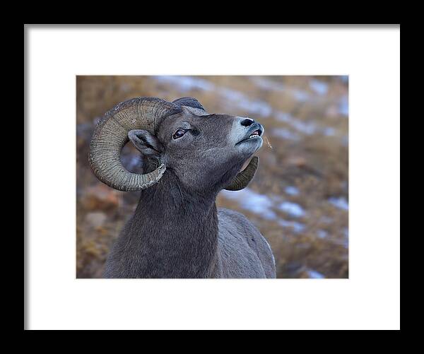 Bighorn Framed Print featuring the photograph Sniffer by Verdon