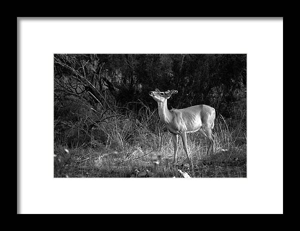 Richard E. Porter Framed Print featuring the photograph Sniffing the Wind - Deer, Palo Duro Canyon State Park, Texas by Richard Porter