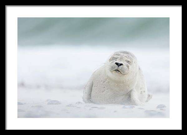 Seal Framed Print featuring the photograph Snooze by Erika Valkovicova