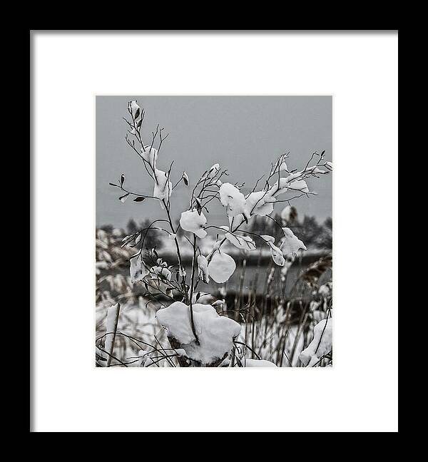 2017 Framed Print featuring the photograph Snow Bush - 2090844 by Deidre Elzer-Lento