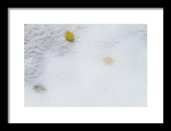 Aspens Framed Print featuring the photograph Snow Covered Aspen Leaves by Johnny Boyd