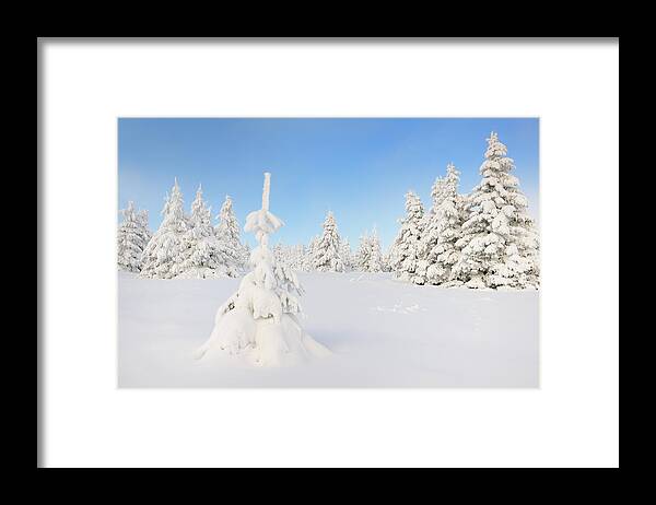 Snow Framed Print featuring the photograph Snow Covered Fir Trees by Cornelia Doerr