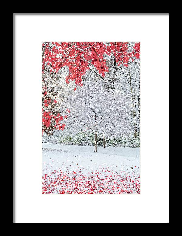 Snow Framed Print featuring the photograph Snow Covered Tree and Red Leaves by Tamara Becker