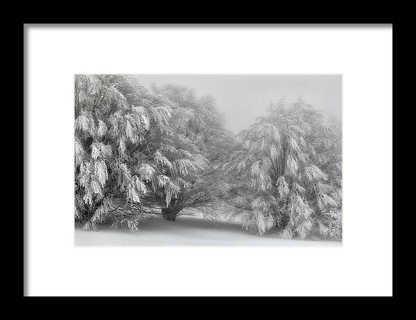 Snow Framed Print featuring the photograph Snow-covered Trees by Paolo Bolla
