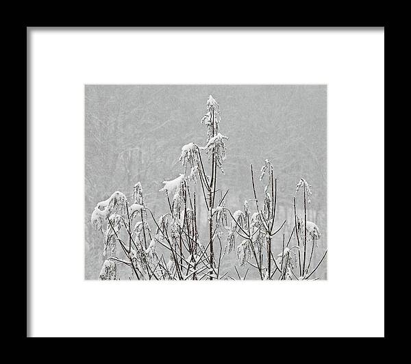 Winter Framed Print featuring the photograph Snow Dance by Kathy Ozzard Chism