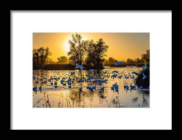 Gray Lodge Wildlife Area Framed Print featuring the photograph Snow Geese by Mike Ronnebeck