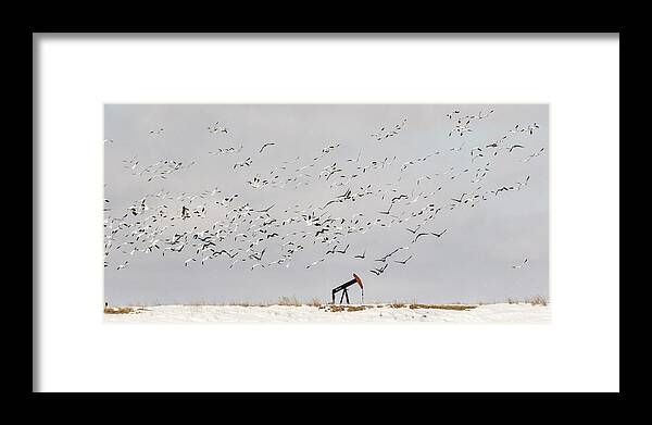 Kansas Framed Print featuring the photograph Snow Geese over Oil Pump 02 by Rob Graham