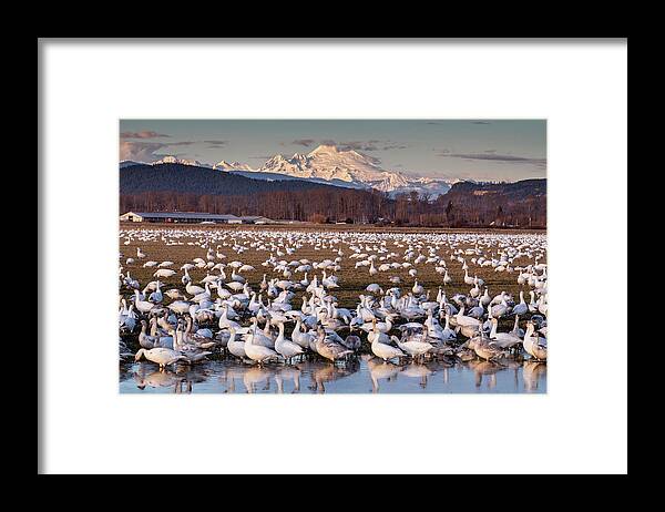 Snow Geese Framed Print featuring the photograph Snow Geese Reflection by Mark Kiver